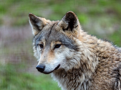 Wolf - De Zonnegloed - Animal park - Animal refuge centre 